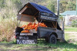 byfield mandarins