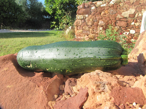 raw food zucchini